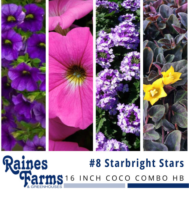 #8: Starbright Stars 16 Inch Coco Combo Hanging Basket 